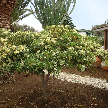 Villa Cetta B&B San Leone Exterior photo